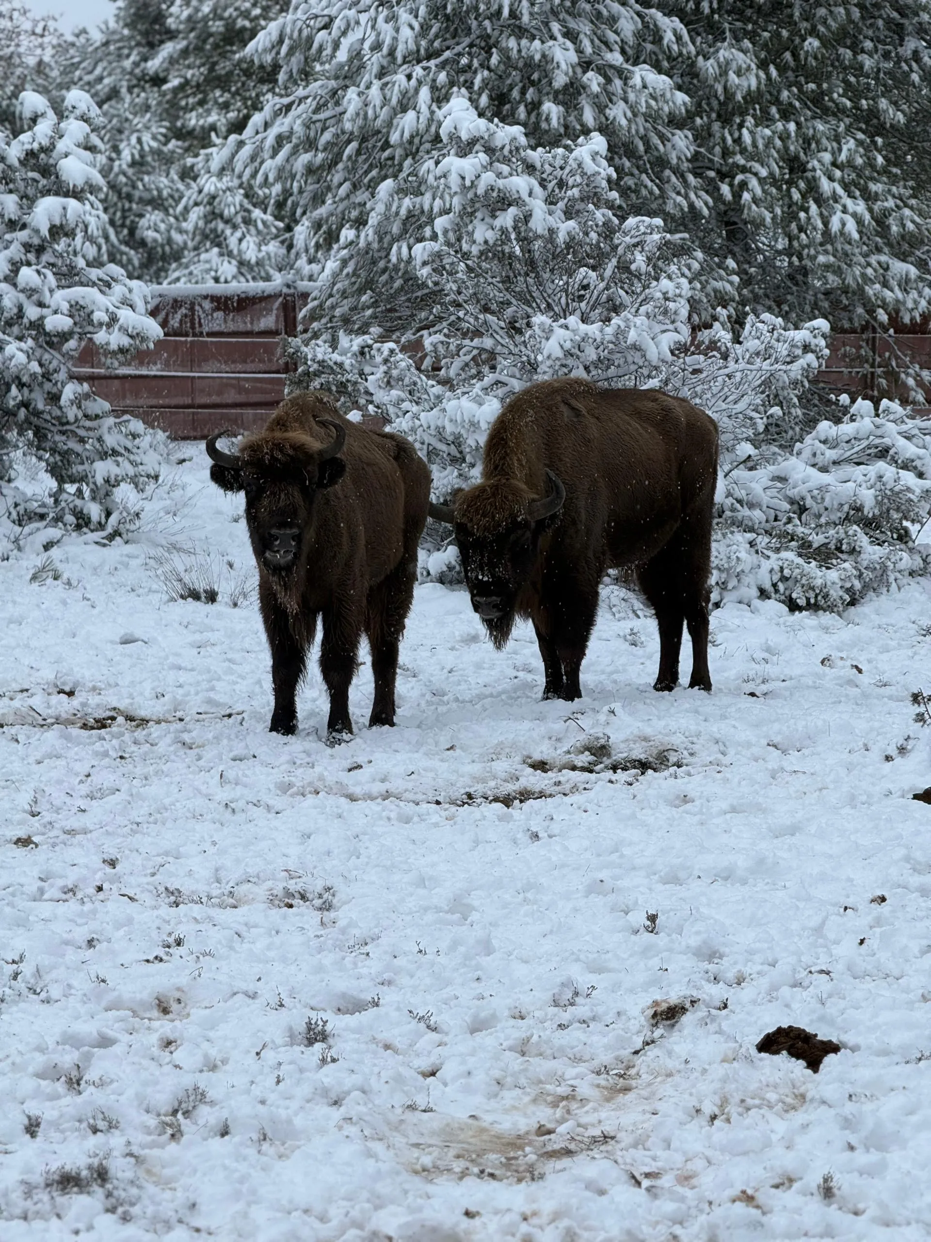 Bisonte europeo en El Recuenco