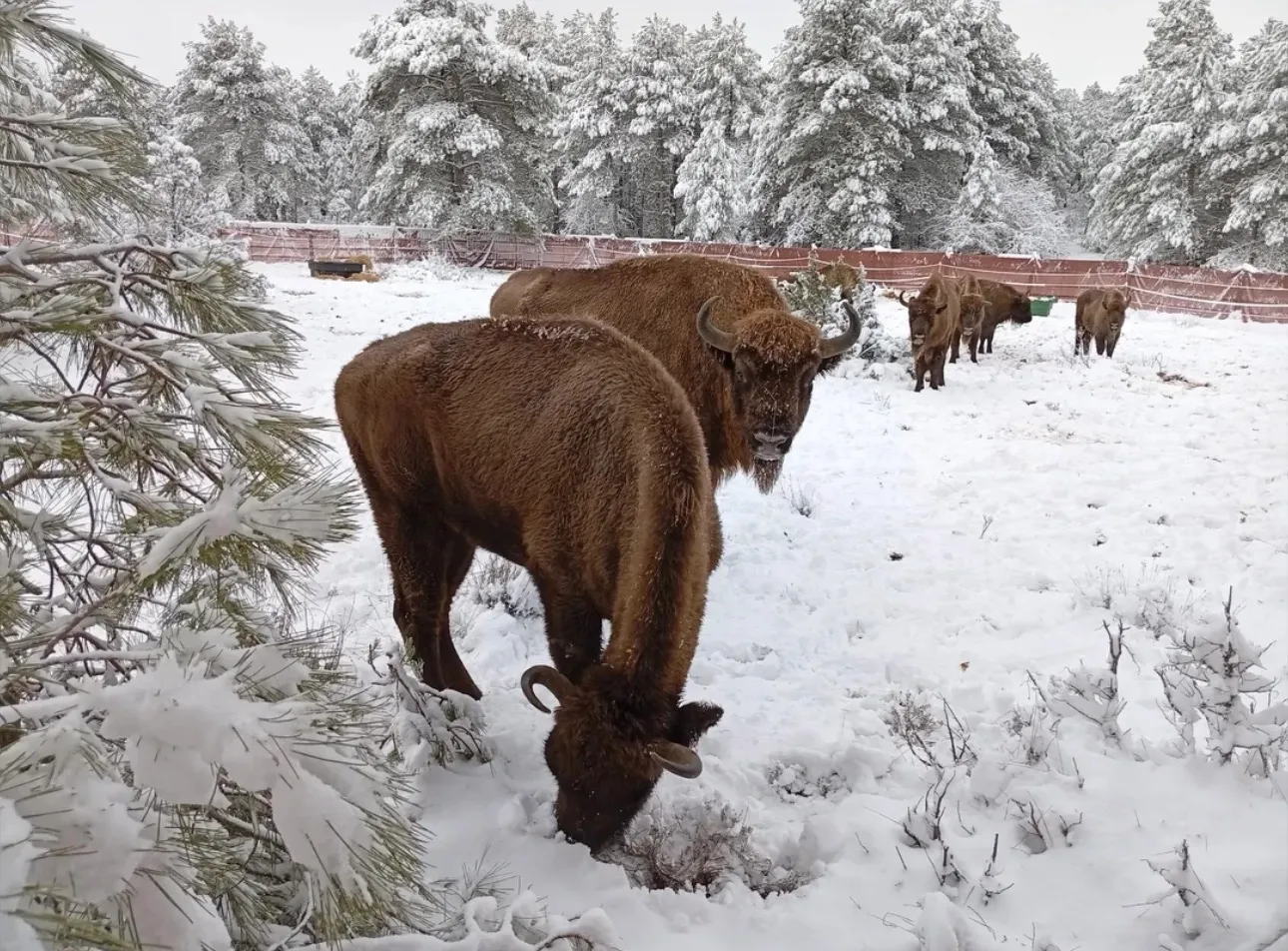 Bisonte europeo en el monte