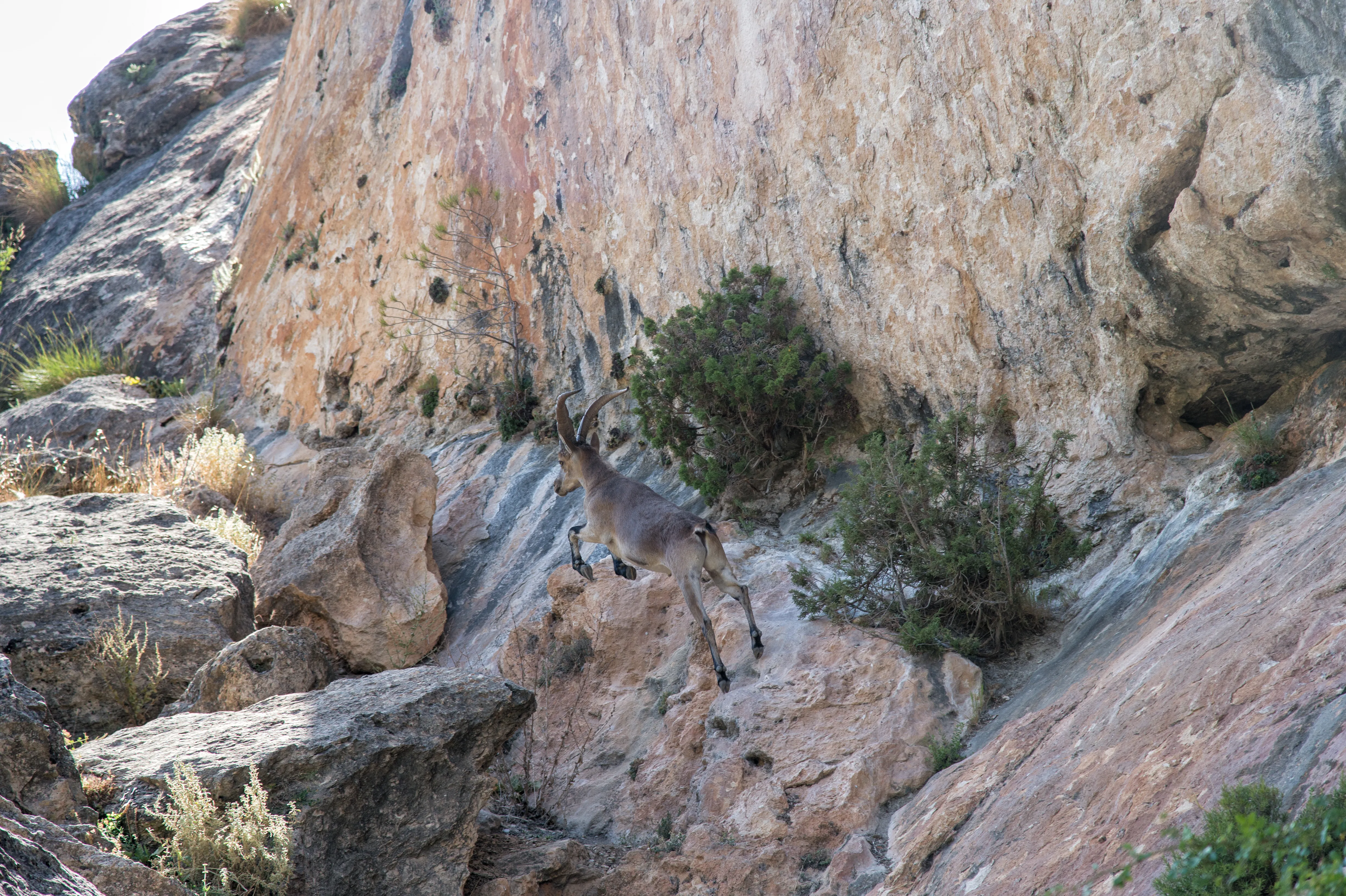Cabra montesa en los alrededores